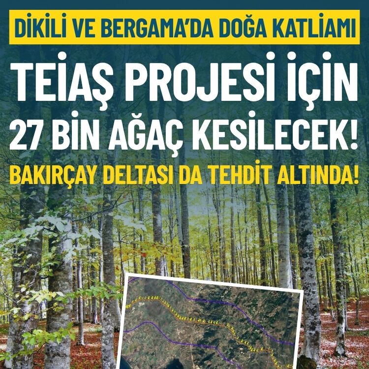 Dikili ve Bergama’da doğa katliamı: TEİAŞ’ın projesi için 27 bin ağaç kesilecek!