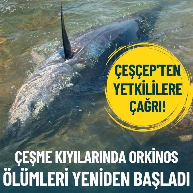 Çeşme kıyılarında orkinos ölümleri yeniden başladı: ÇEŞÇEP'ten yetkililere çağrı!