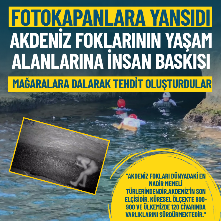 Fotokapanlara yansıdı: Akdeniz foklarının yaşam alanlarına insan baskısı