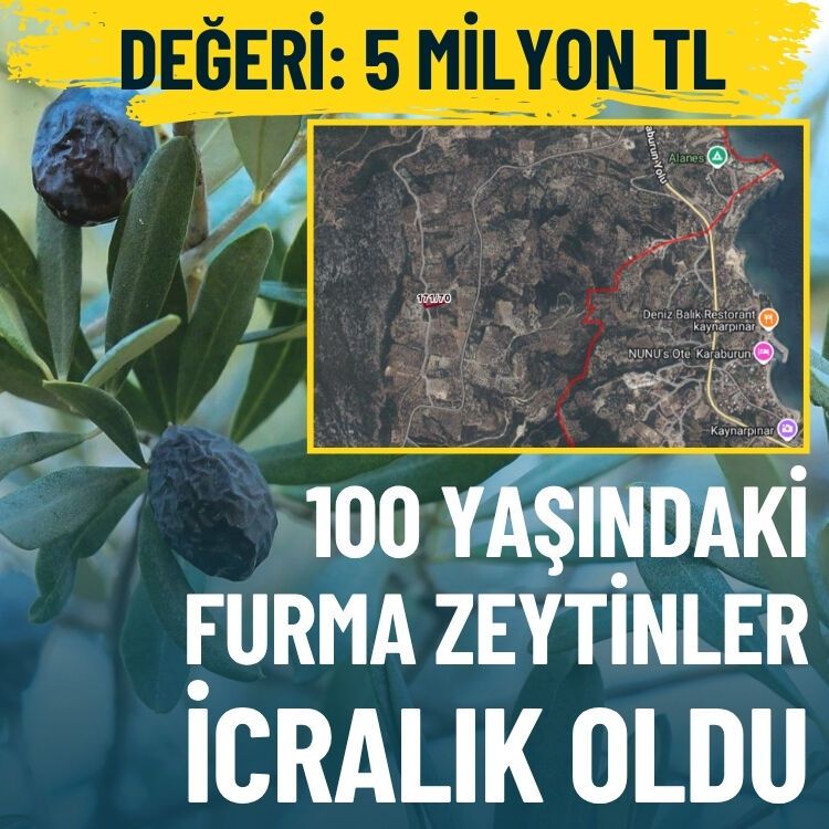 100 yaşındaki furma zeytinler icralık