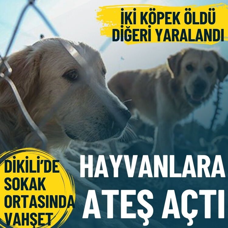 Dikili’de sokak ortasında vahşet… Köpeklere ateş açtı