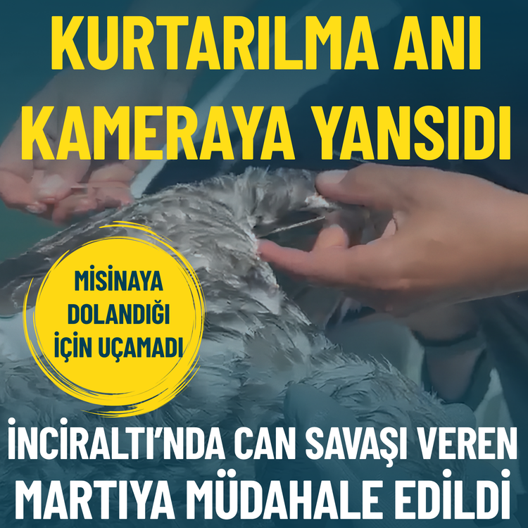 İnciraltı'nda misinaya dolandığı için uçamayan martının kurtarılma anı