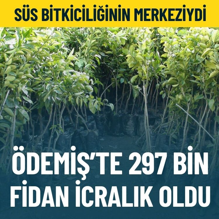 Süs bitkiciliğinin merkeziydi… Ödemiş’te 297 bin fidan icralık oldu