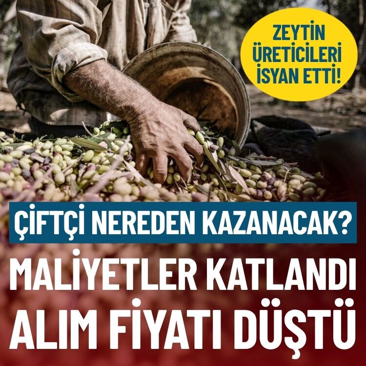 Zeytin üreticileri isyan etti: Maliyetler katlandı, çiftçi nereden kazanacak?