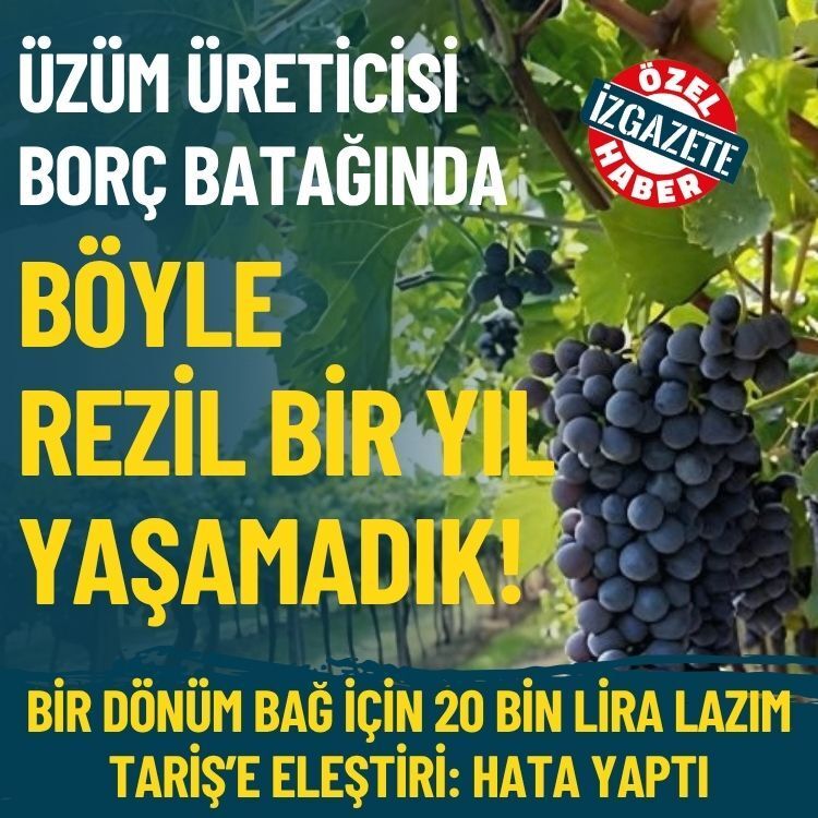 Üzüm üreticisi borç batağında: Böyle rezil bir yıl yaşamadık!