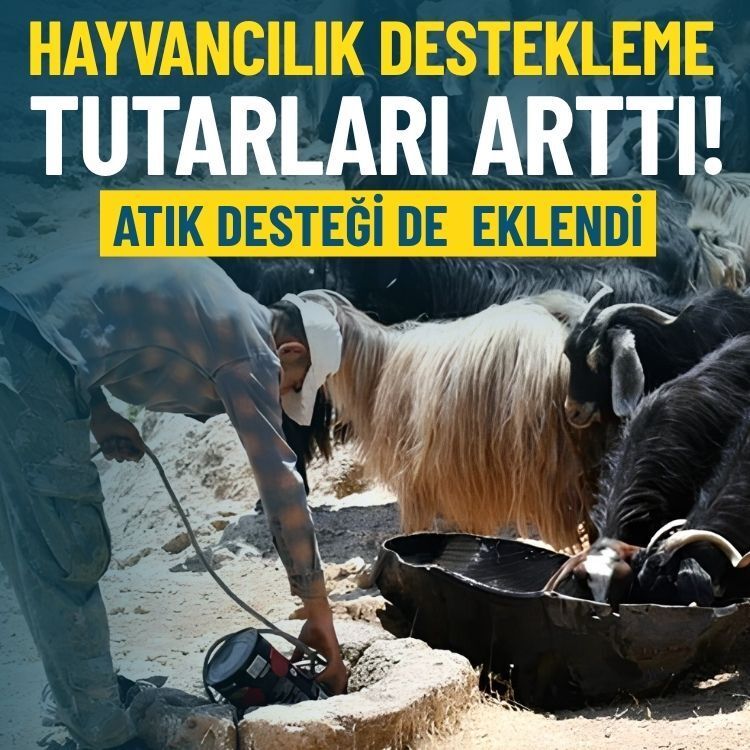 Resmî Gazete’de yayımlandı: Hayvancılık destekleme tutarları arttı!