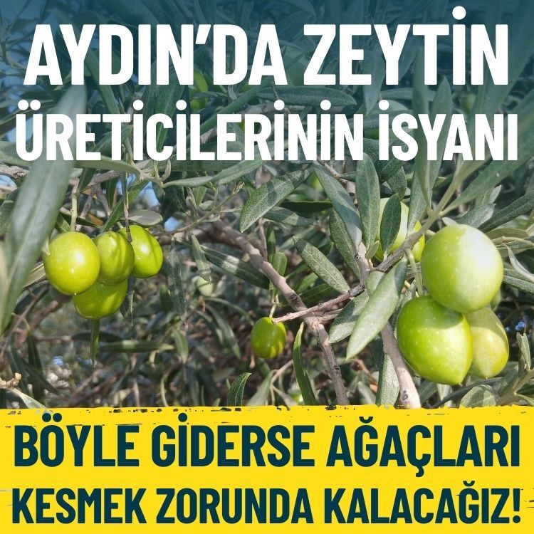 Aydın’da zeytin üreticilerinin isyanı: Böyle giderse ağaçları kesmek zorunda kalacağız!