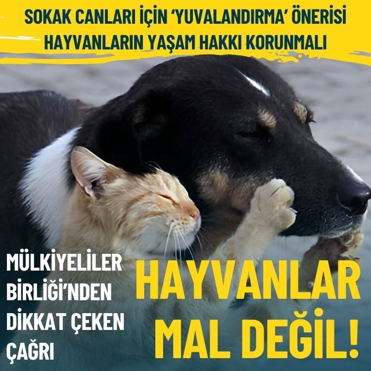 Mülkiyeliler Birliği’nden dikkat çeken çağrı: Hayvanlar mal değil!