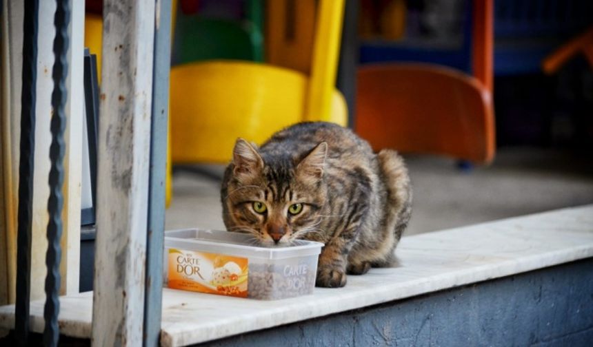 Sokağa çıkma yasağı sonrasında Bornova sokakları