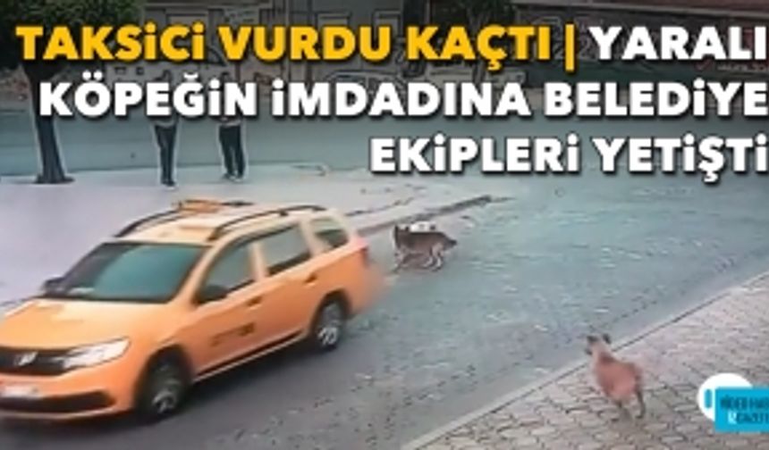 Taksici vurdu kaçtı | Yaralı köpeğin imdadına belediye ekipleri yetişti