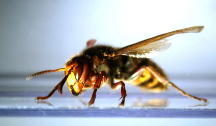 Bin katil arının saldırdığı adam nasıl hayatta kaldı?