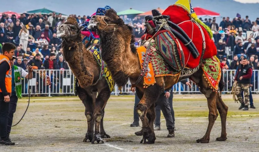 İzmir'de geleneksel deve güreşi festivali: Yoğun ilgi gördü