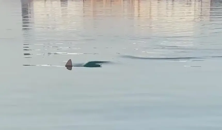 Köpek balığı gören balıkçı heyecanına engel olamadı: O anlar kamerada