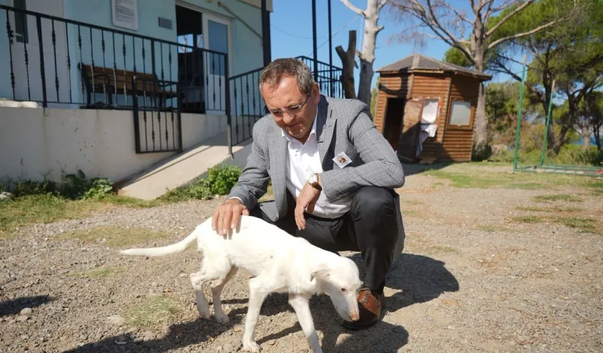 Başkan Ergin'den sokak hayvanları yasasına tepki