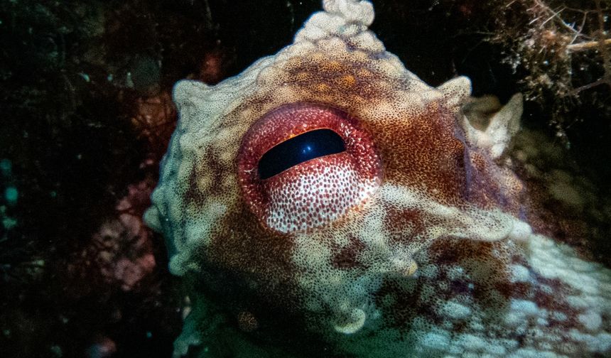 Karaburun'da farklı türlerde deniz canlıları görüntülendi