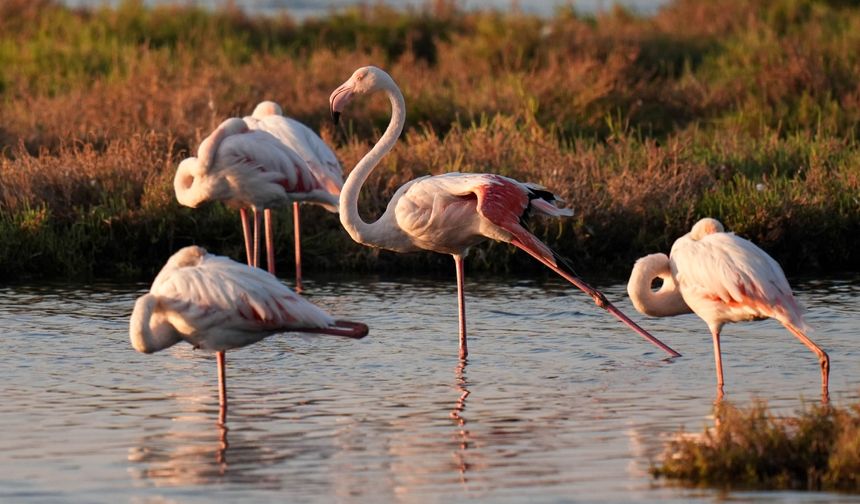 İzmir'de flamingoların göç hazırlığı böyle görüntülendi