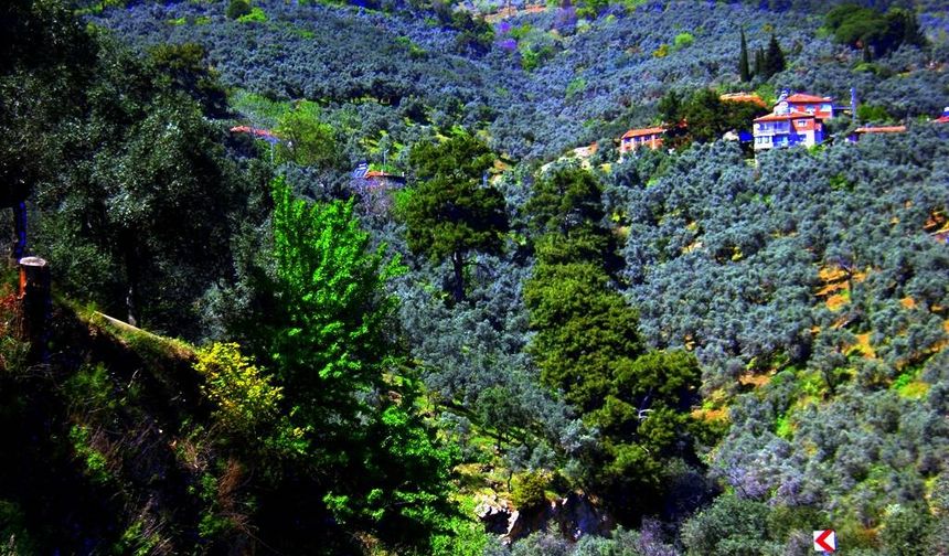 İzmir'in yeşille iç içe köyü: Sırtı dağın yamacında, kucağında çiçekler var