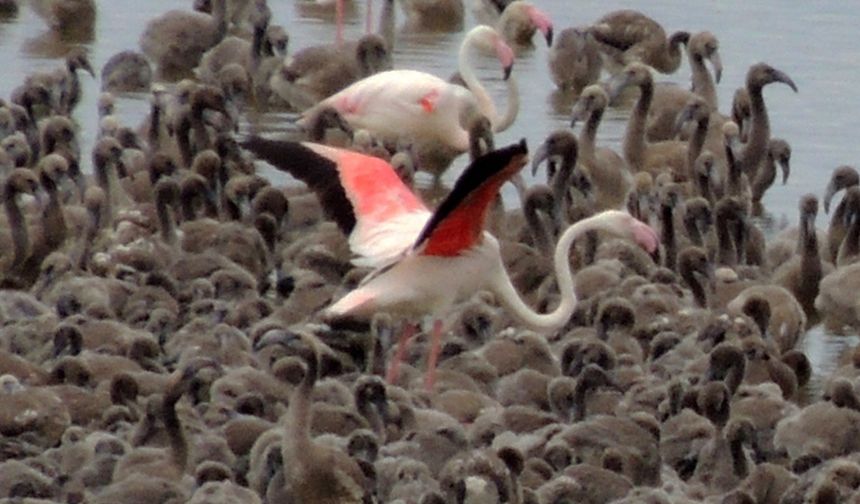 İzmir’de doğanın ihtişamı: Esat Erçetingöz’ün "Flamingo Adası" sergisi 24 Nisan’da açılıyor