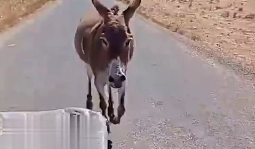Urla’da eşeğe işkence görüntüleri tepki çekmişti: Savcılık harekete geçti