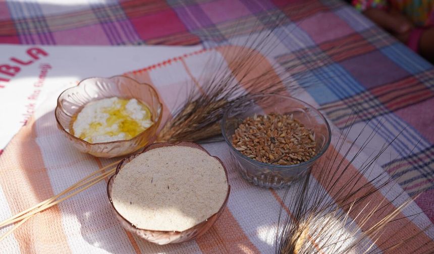 Seferihisar’da Ata Ekmeği ve Armola şenliği: Karakılçık Rotası Türkiye’ye açılıyor