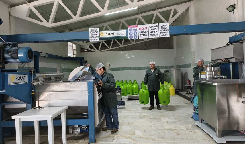 Bademler zeytinyağı fabrikası yeni sezona hazır: Hemen ve hijyenik sıkım başlıyor