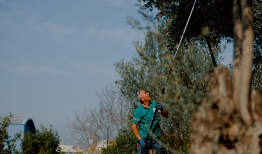 İzmir’de örnek uygulama: Balçova’nın parklarındaki zeytinler yağa dönüştürülüyor