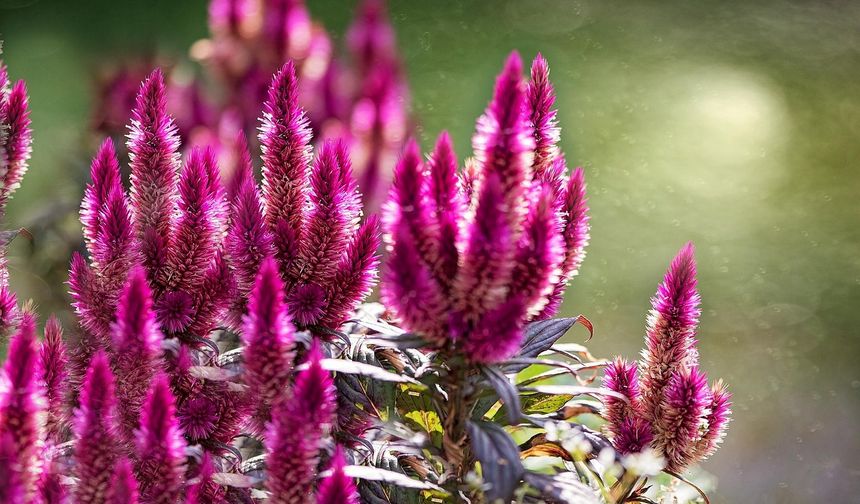 Güzelliği kadar ismiyle de ön plana çıkıyor: İşte horoz ibiğinin 4 faydası