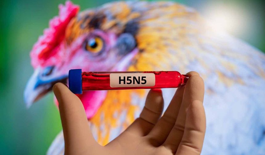 H5N5 paniği: Dünyada ilk ölüm gerçekleşti