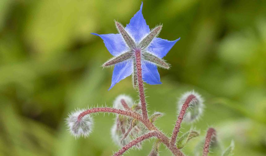 Kaldirik Otu: Karadeniz’in şifalı bitkisi mutfağa ve sağlığa nasıl katkı sağlıyor?