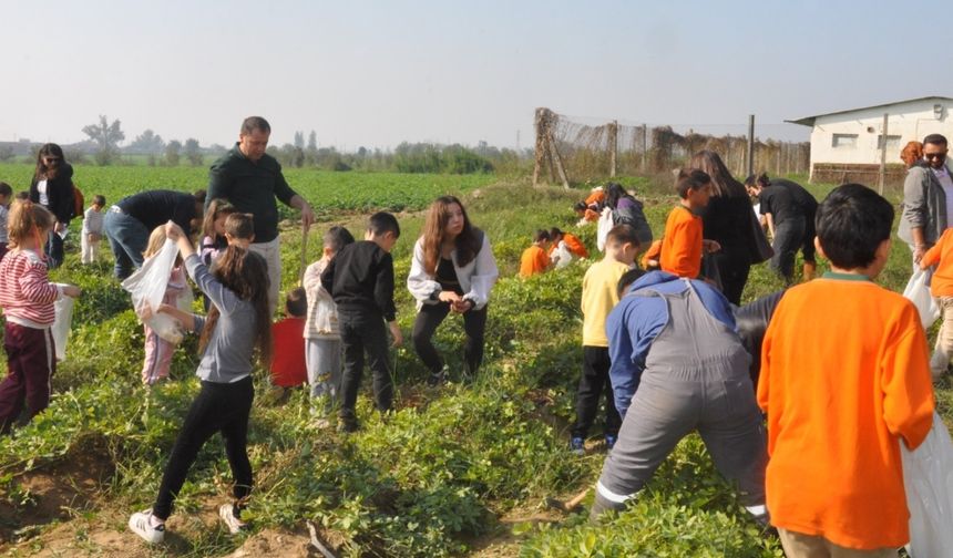 Ödemiş’te öğrencilerle yer fıstığı hasadı heyecanı