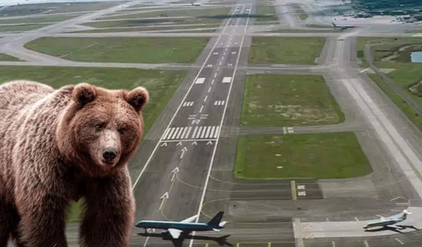 Piste ayı girdi: Uçak seferleri durduruldu