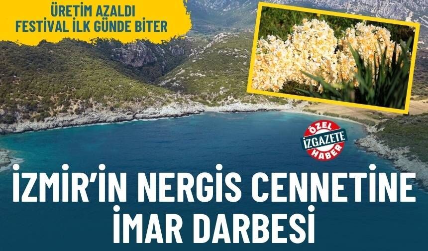 İzmir’de nergis cennetine imar darbesi: Üretim azaldı, festival ilk günde biter