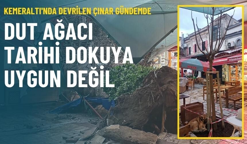 Kemeraltı'nda devrilen çınar gündemde: Dut, tarihi dokuya uygun değil