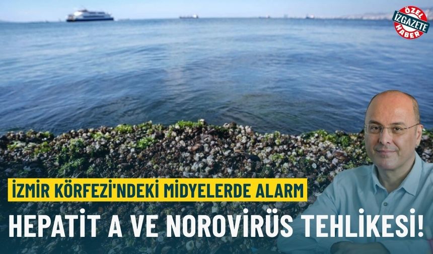 İzmir Körfezi'ndeki midyelerde alarm: Hepatit A ve Norovirüs tehlikesi!