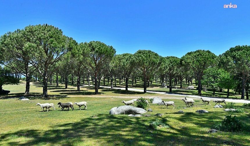 UNESCO adayı fıstık çamı deposuna yapılmak isteniyordu: Bergama’daki tartışmalı granit ocağı projesi yargıya taşındı
