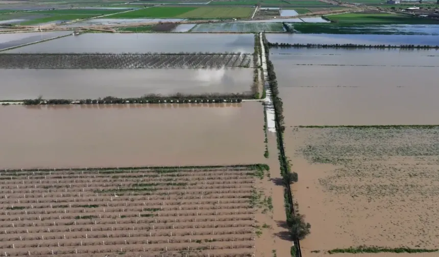 Gediz taştı, Menemen'de zeytinler boğuldu: Üretici destek istiyor