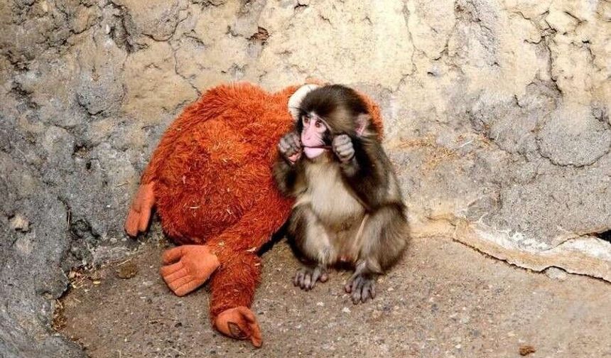 Yavru maymun Punch'ın tek arkadaşı peluştu: Yeni arkadaşlar edindi