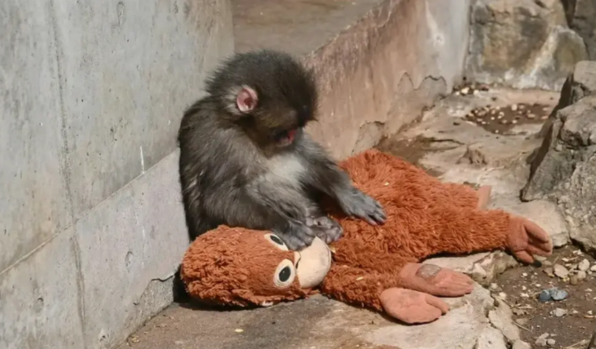 Punch'ın annesi sandığı oyuncak satışa sunuldu