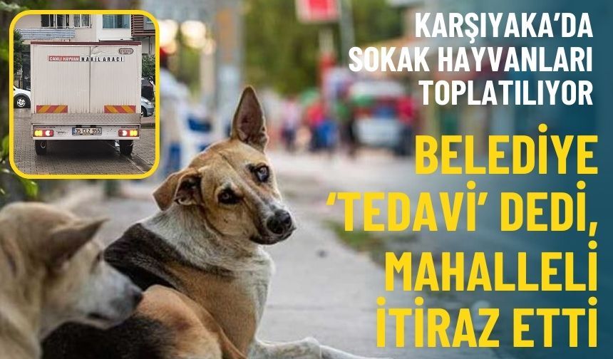 Karşıyaka’da sokak hayvanları toplatılıyor: Belediye tedavi dedi, mahalleli itiraz etti