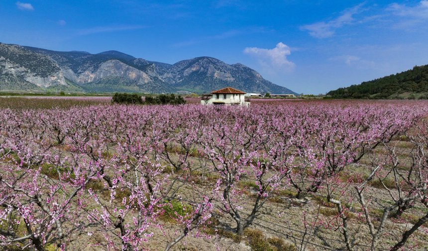 İzmir çiçeklendi: Pembe çiçek açan şeftali ağaçları renk kattı