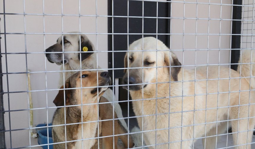 Bayraklı’da hayvan bakımevinde kapsamlı yenileme