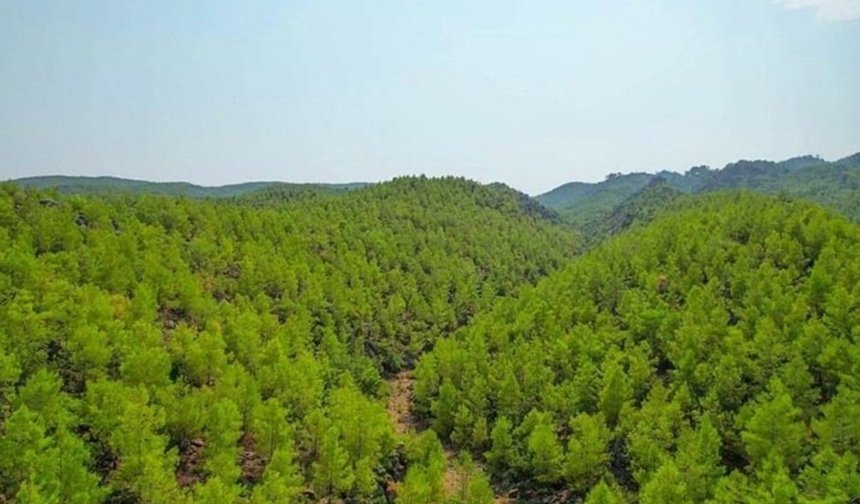 Çevre derneğinden Dünya Ormancılık Günü açıklaması: Kutlanacak bir tablo yok!