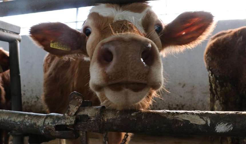 Kurban Bayramı yaklaşıyor: Büyükbaşlar 700 bin liraya kadar çıktı!