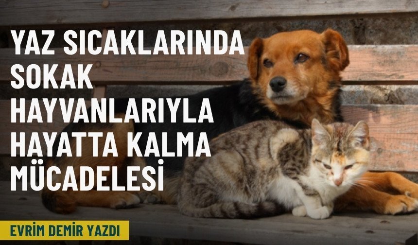Yaz sıcaklarında sokak hayvanlarıyla hayatta kalma mücadelesi