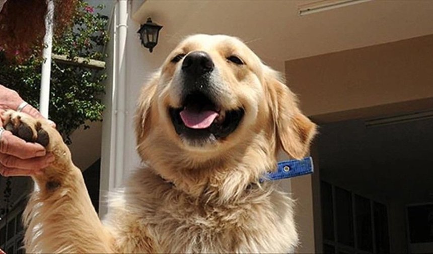 Yapay zeka yeni bir kapı açıyor: Hayvanlarla iletişim mümkün mü?