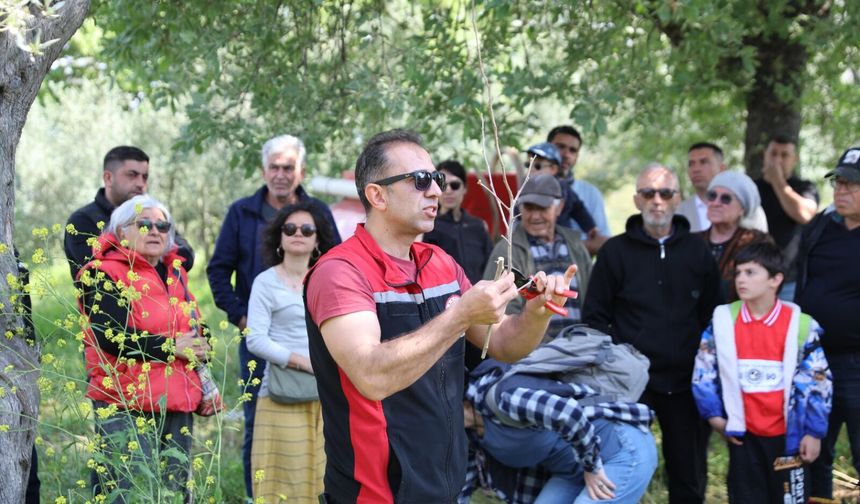 Seferihisar’da zeytin üreticilerine uygulamalı budama ve aşılama eğitimi
