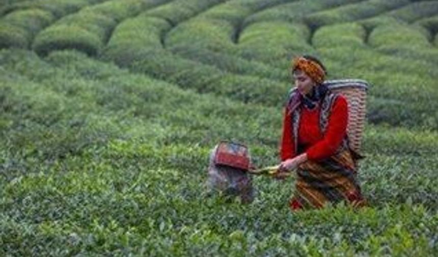 TZOB Başkanı Bayraktar’dan ‘taban fiyat’ uyarısı: Altına düşmeyin!