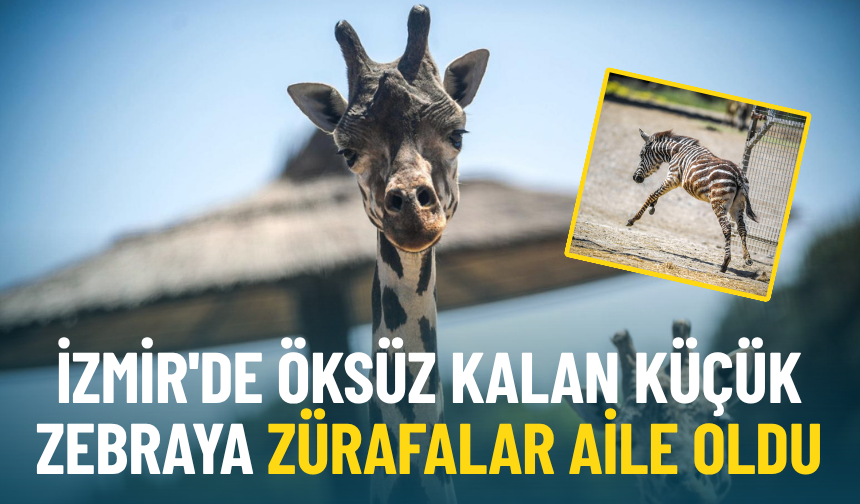 İzmir'de öksüz kalan küçük zebraya zürafalar aile oldu