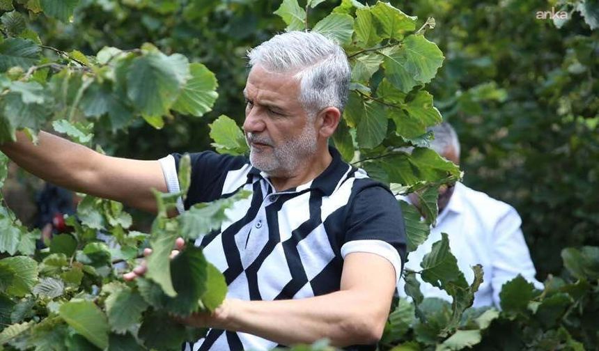 Oda başkanı isyan etti: Fındık üzerine oynanan oyunlara dur denilmeli