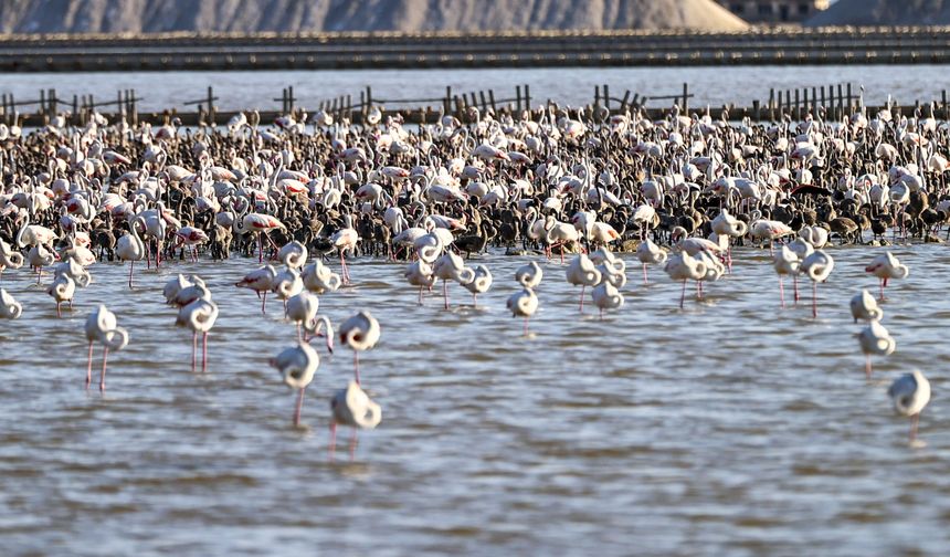 İzmir’de pembe cennet… Binlerce yavru flamingo bir arada